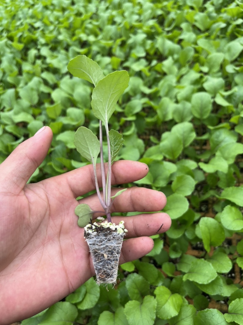 红菜苔苗基地专用根系发达成活率高品质保障