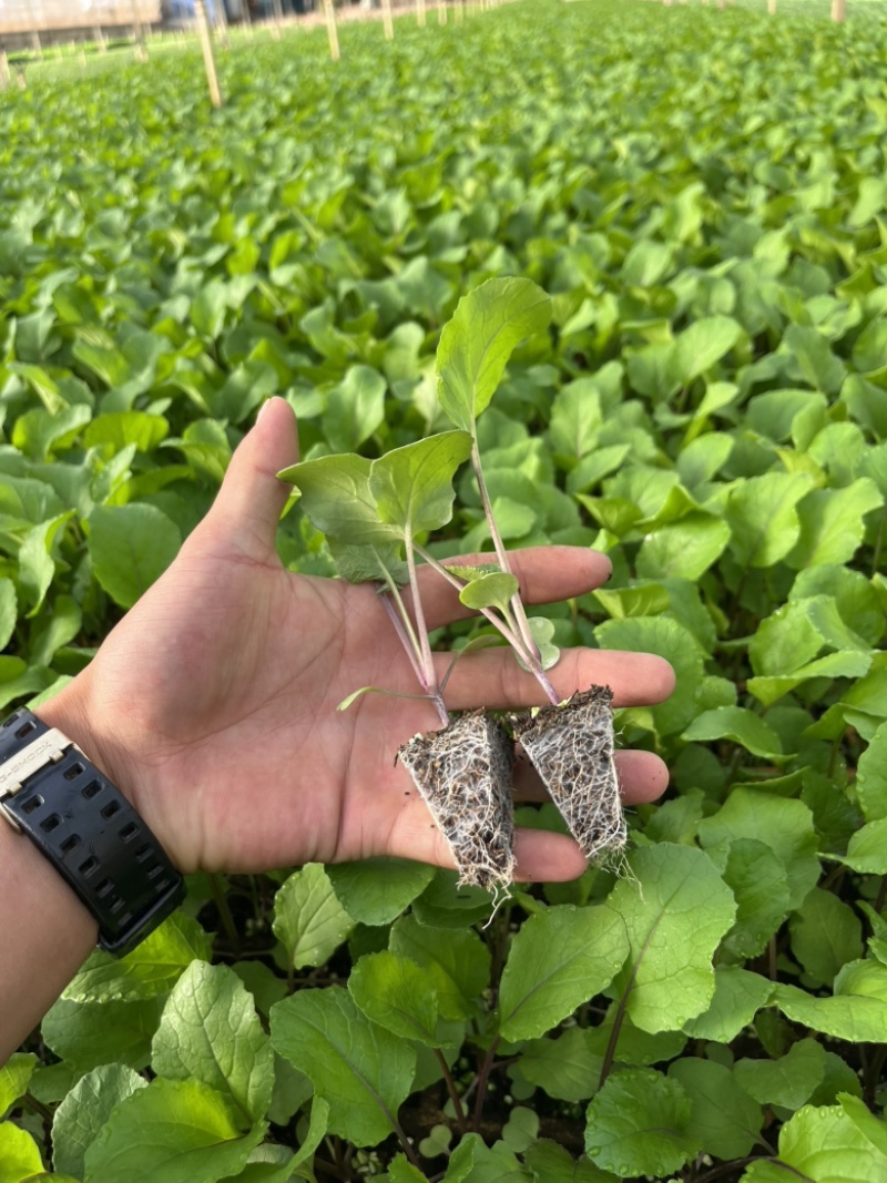 红菜苔苗基地专用根系发达成活率高品质保障