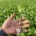 红菜苔苗基地专用根系发达成活率高品质保障