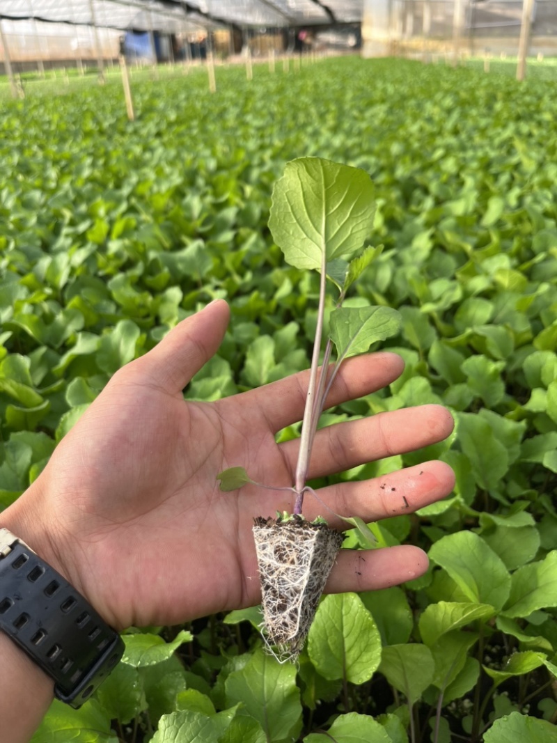 红菜苔苗基地专用根系发达成活率高品质保障