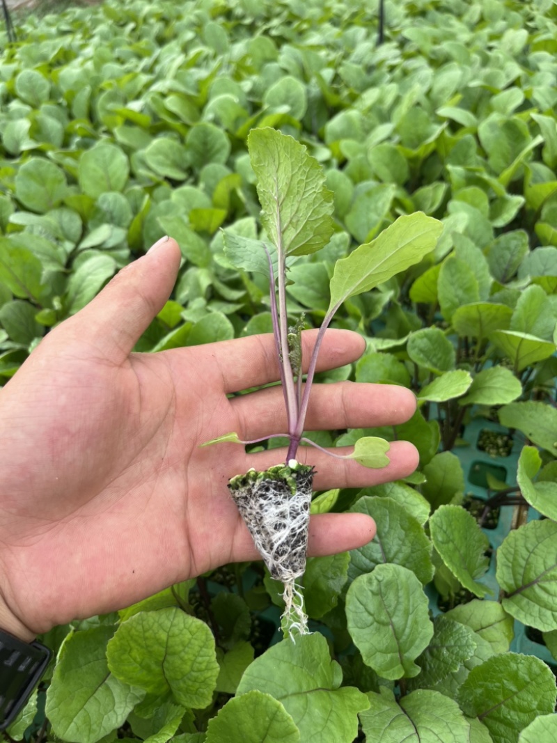 红菜苔苗基地专用根系发达成活率高品质保障