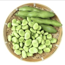新鲜蚕豆
