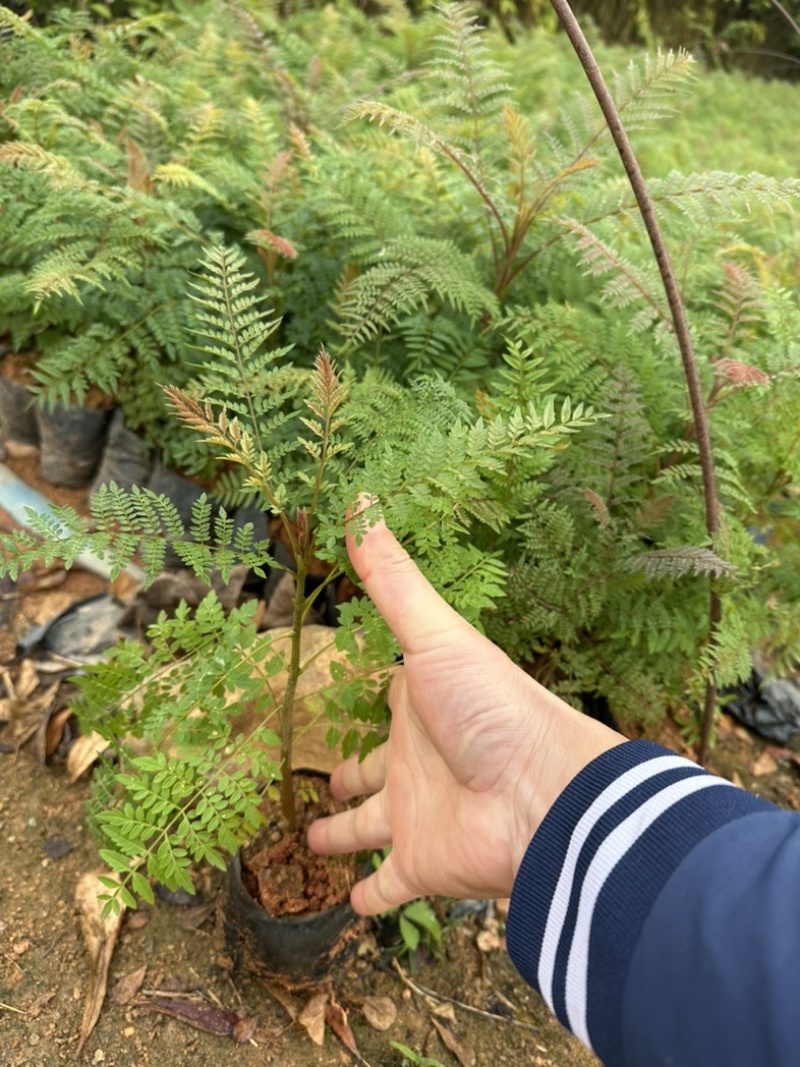 蓝花楹