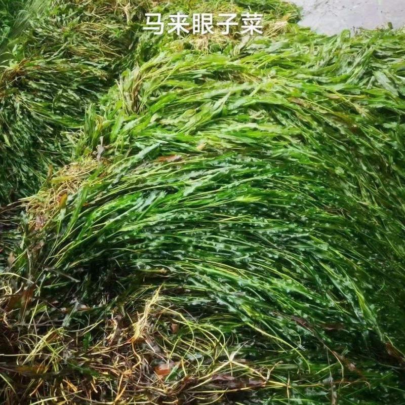 马来眼子菜