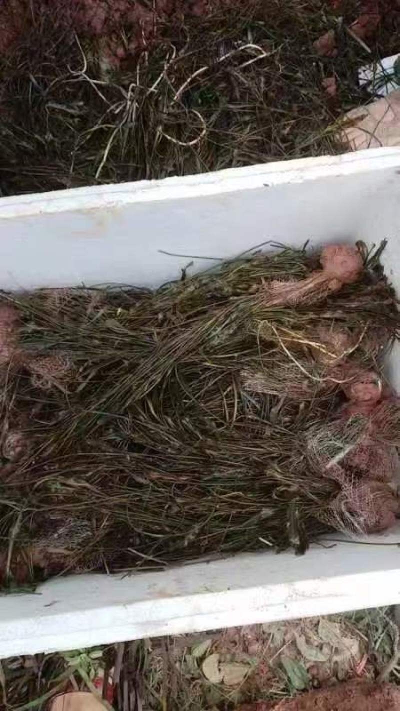 马来眼子菜