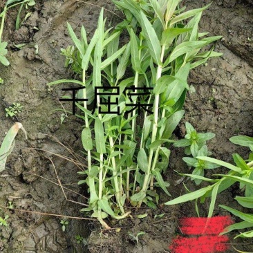 千屈菜
