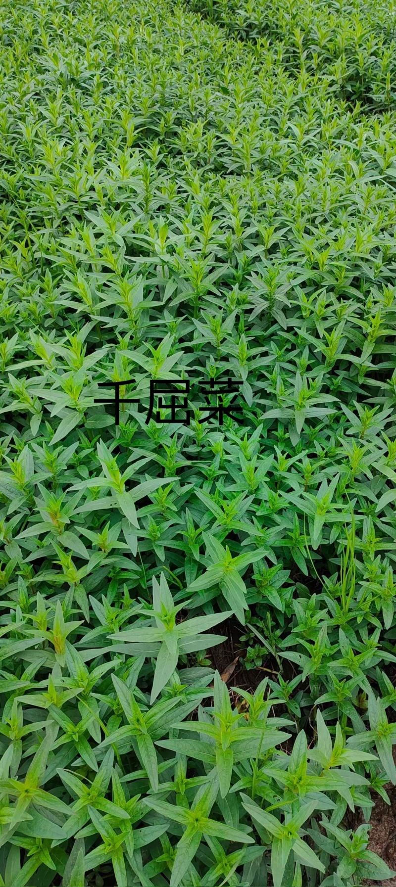 千屈菜
