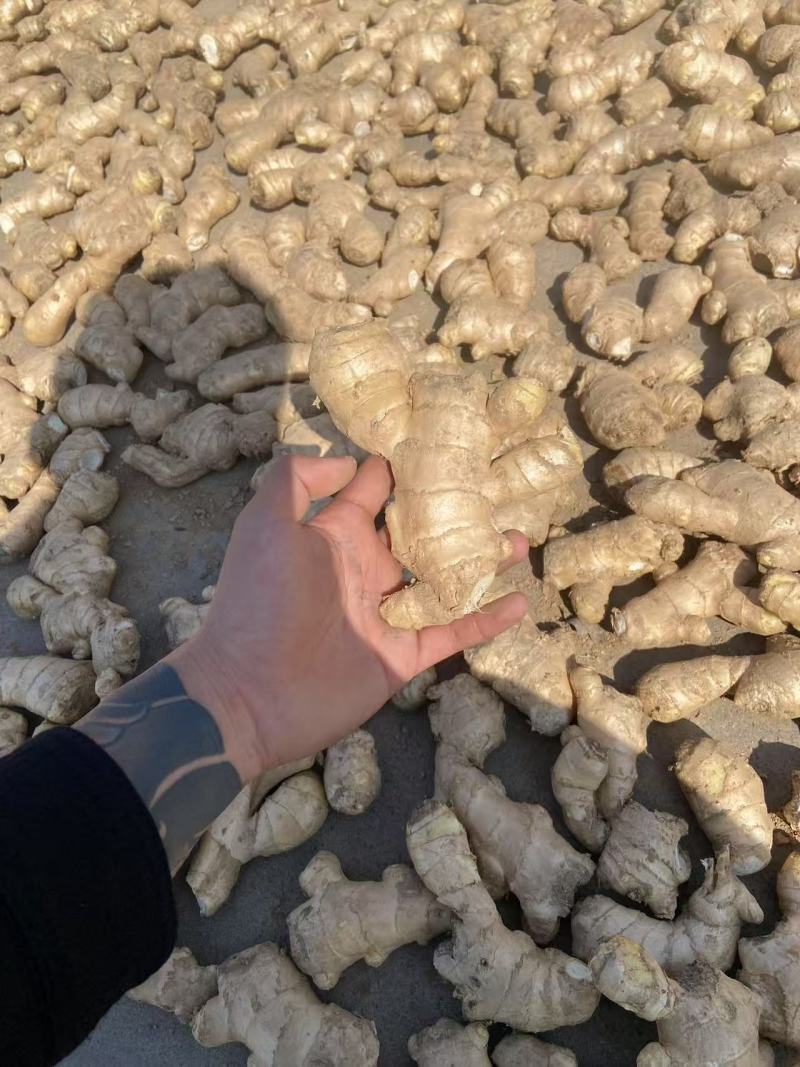大黄姜姜把小黄姜姜把大量供应可视频看货欢迎来电采购