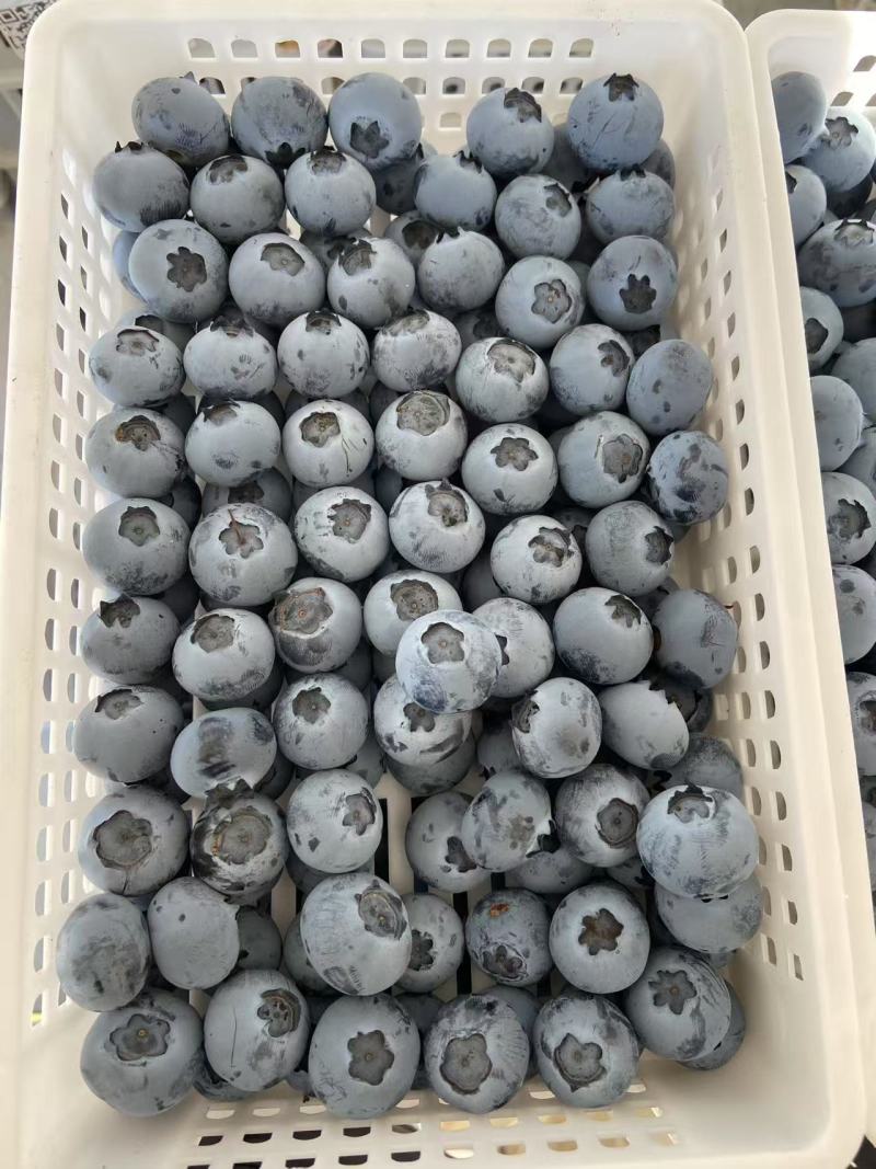 精品蓝莓山东蓝莓各种规格各种品种大量供应产地直