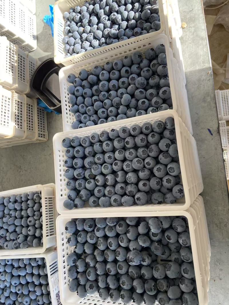 精品蓝莓山东蓝莓各种规格各种品种大量供应产地直
