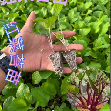 红菜苔苗基地专用根系发达成活率高品质保障