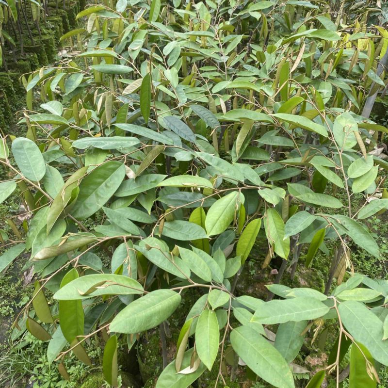 黑刺榴莲苗猫山王榴莲苗马来西亚母本海南现货