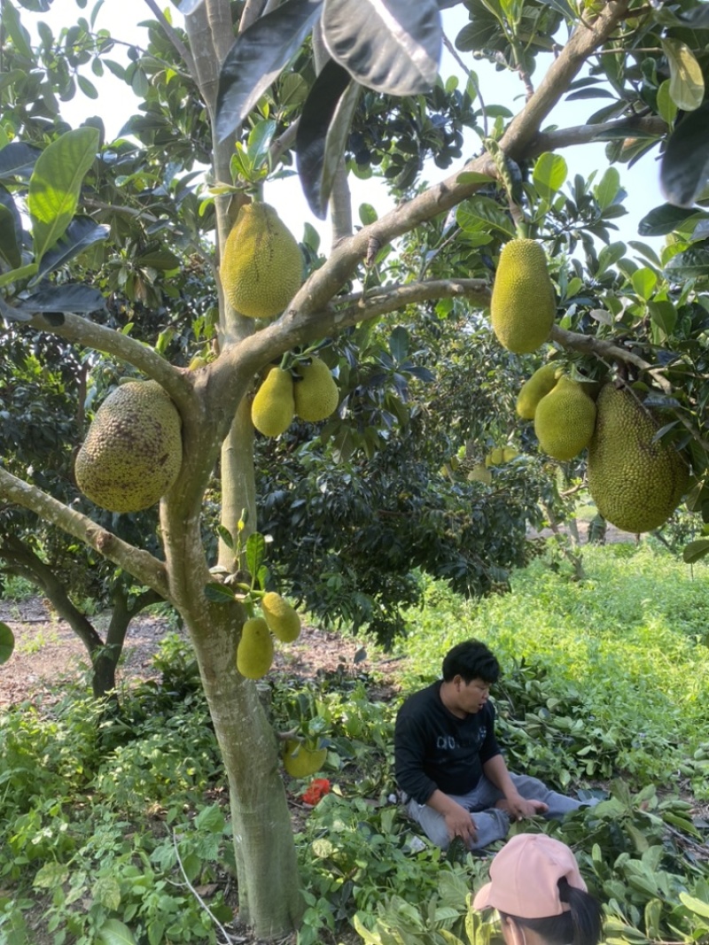 印尼红菠萝蜜老树母本芽条