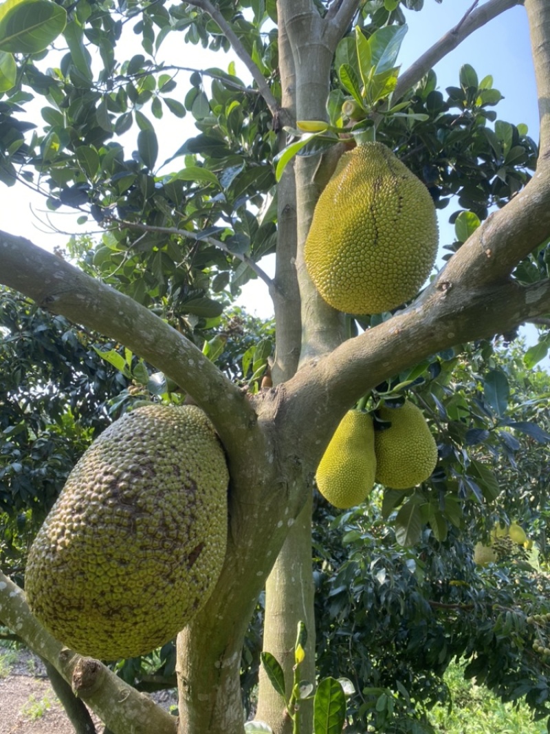 印尼红菠萝蜜老树母本芽条