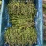 印尼红菠萝蜜老树母本芽条