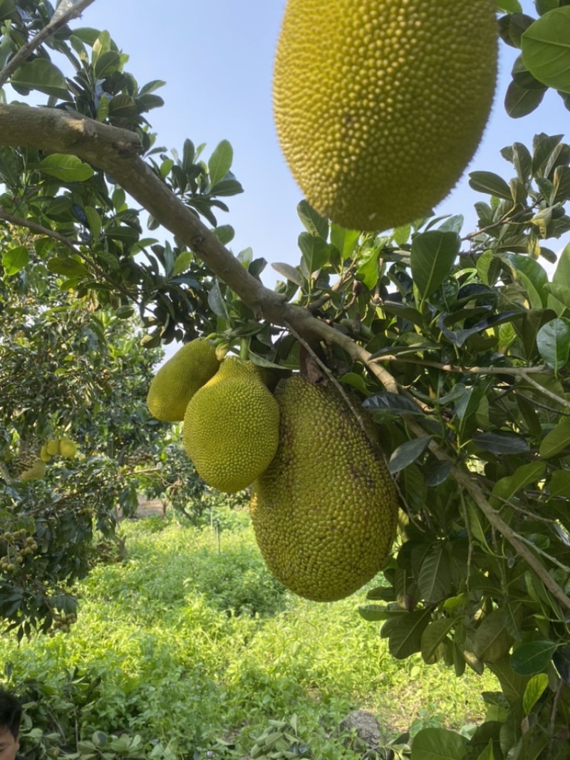印尼红菠萝蜜老树母本芽条