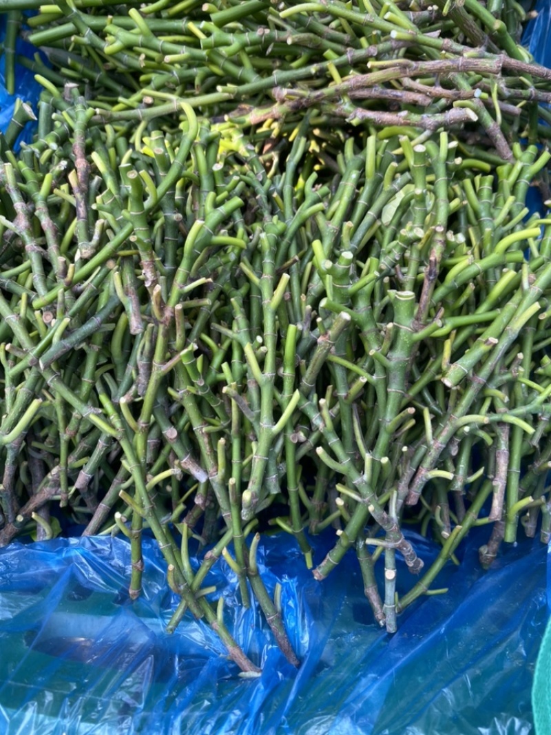 印尼红菠萝蜜老树母本芽条