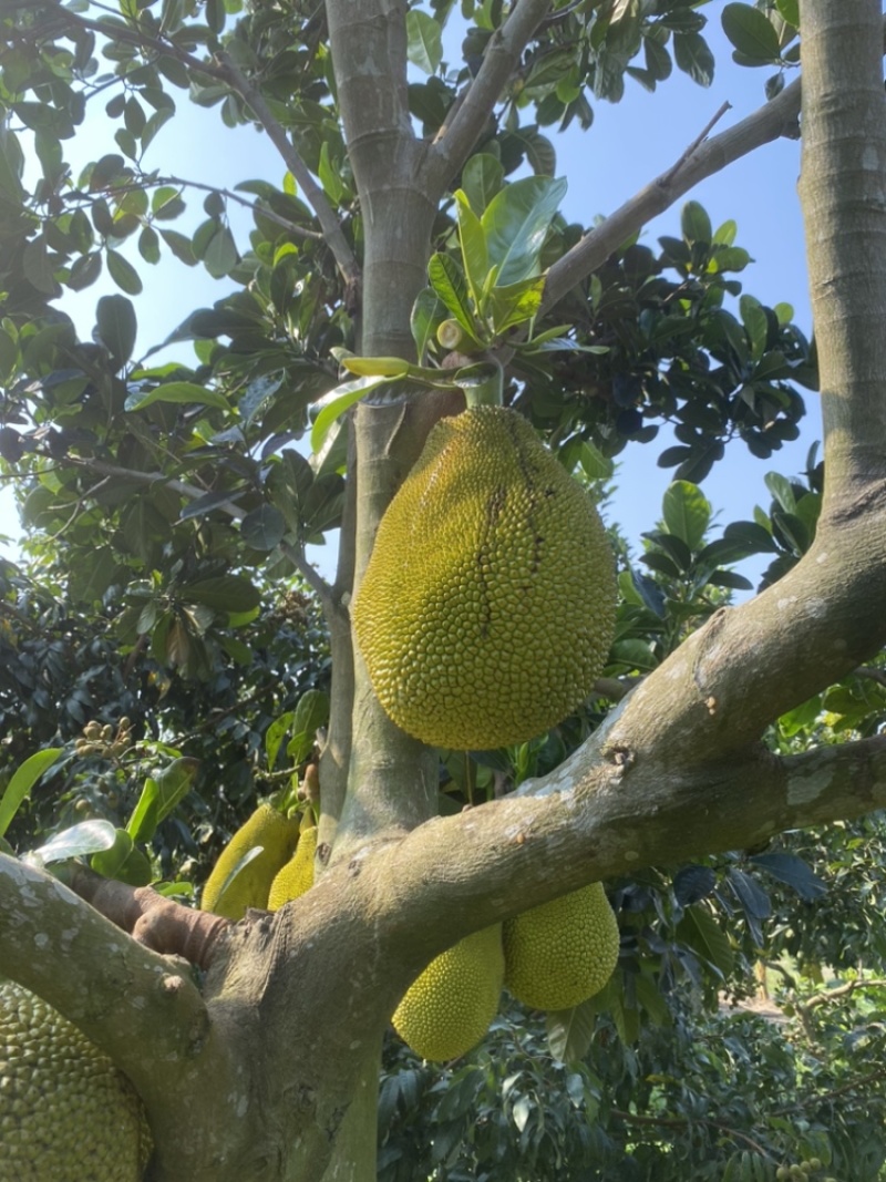 印尼红菠萝蜜老树母本芽条