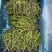印尼红菠萝蜜老树母本芽条