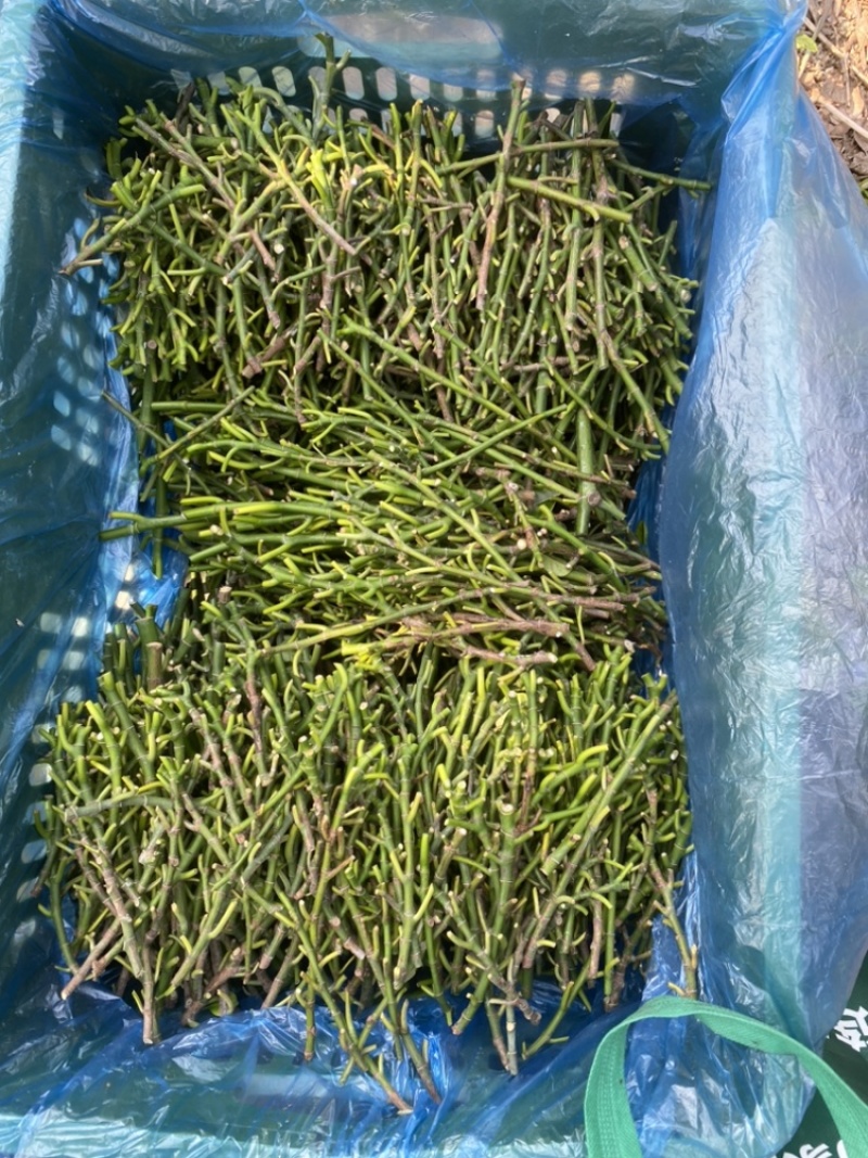 印尼红菠萝蜜老树母本芽条