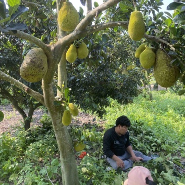 印尼红菠萝蜜老树母本芽条