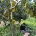 印尼红菠萝蜜老树母本芽条