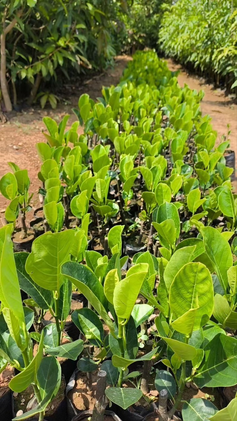 印尼红菠萝蜜苗