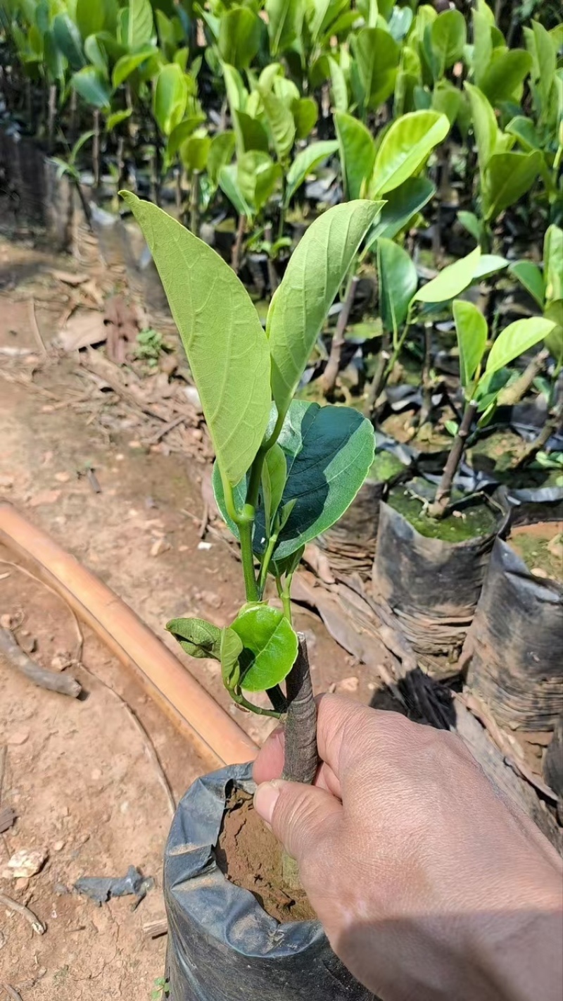 印尼红菠萝蜜苗