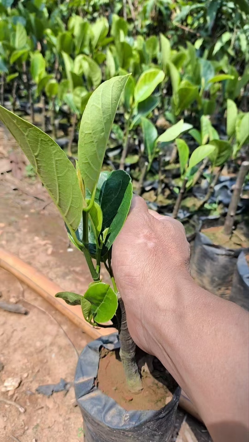 印尼红菠萝蜜苗