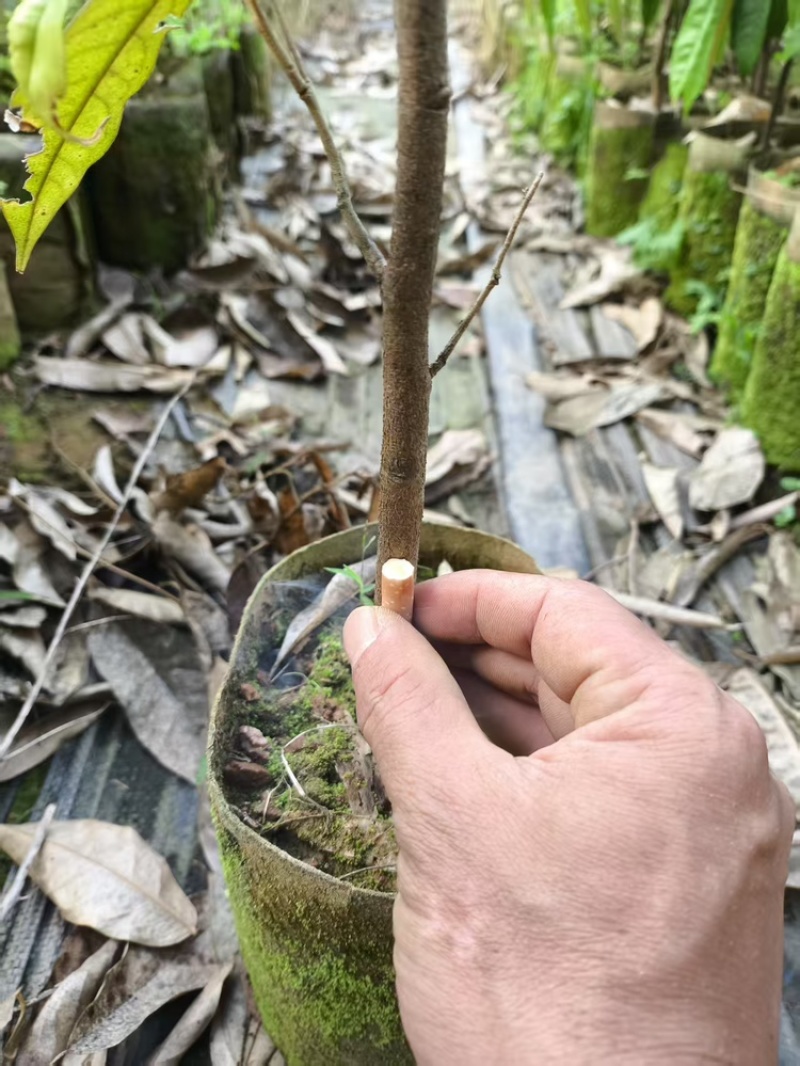 榴莲实生苗1公分起