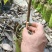 榴莲实生苗1公分起