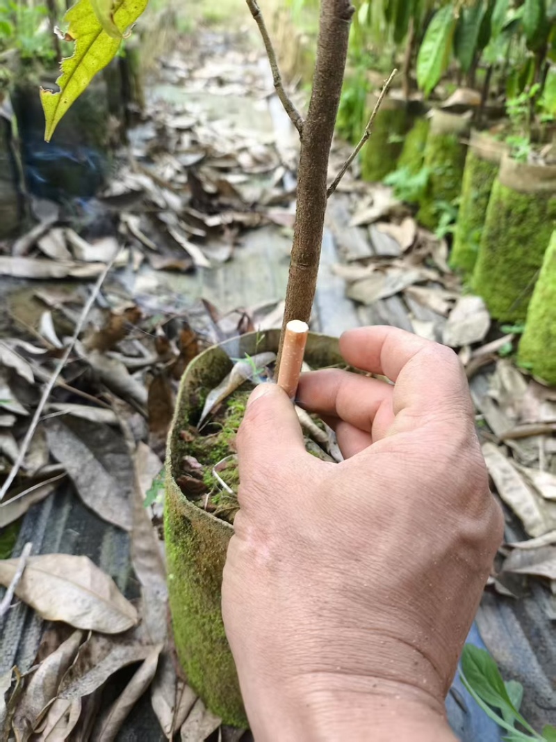 榴莲实生苗1公分起