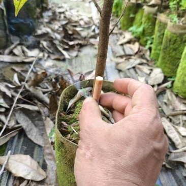 榴莲实生苗1公分起