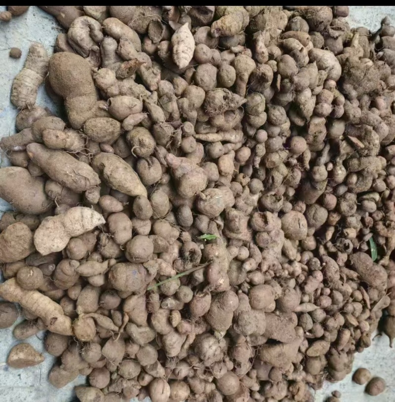 金线吊葫芦/金线吊马铃薯/拦山虎/雷胆子/破石珠/土经丸