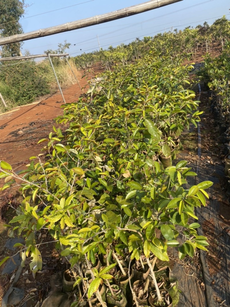 牛奶果嫁接苗小苗带花