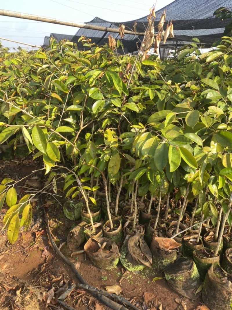 牛奶果嫁接苗小苗带花