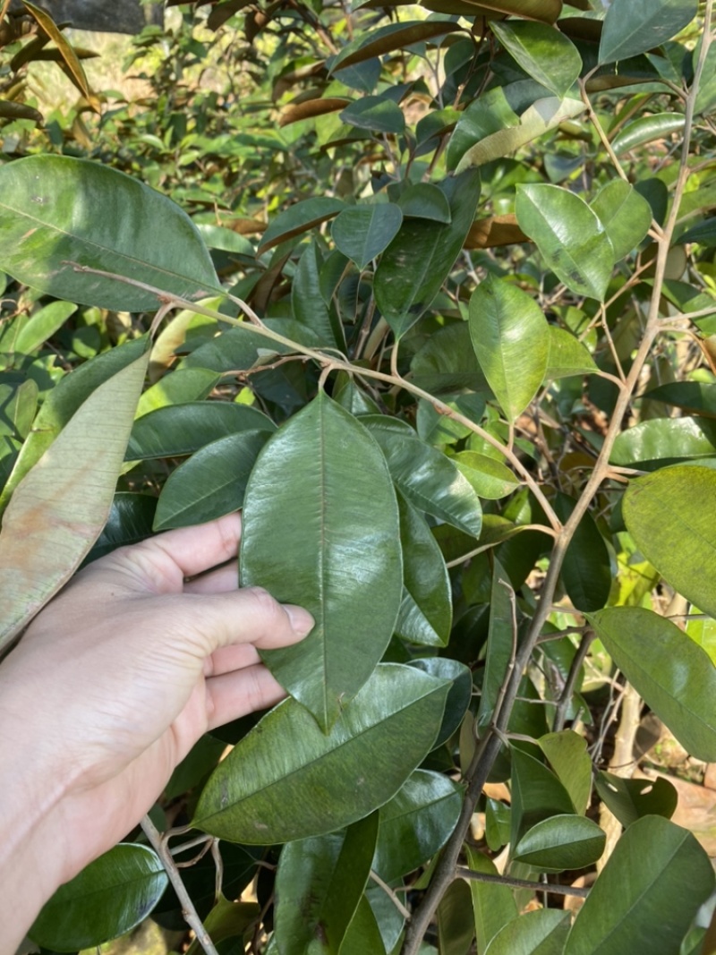 牛奶果嫁接苗小苗带花