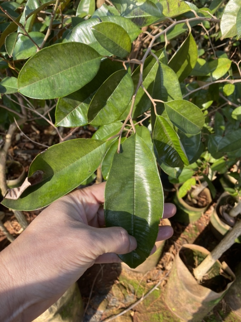 牛奶果嫁接苗小苗带花