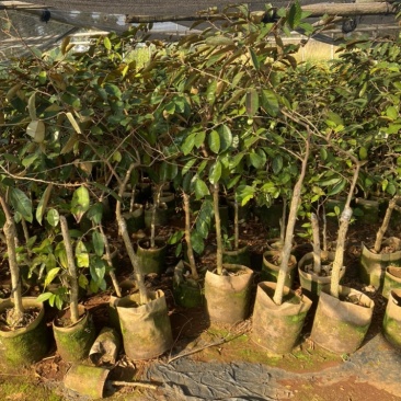 牛奶果嫁接苗小苗带花