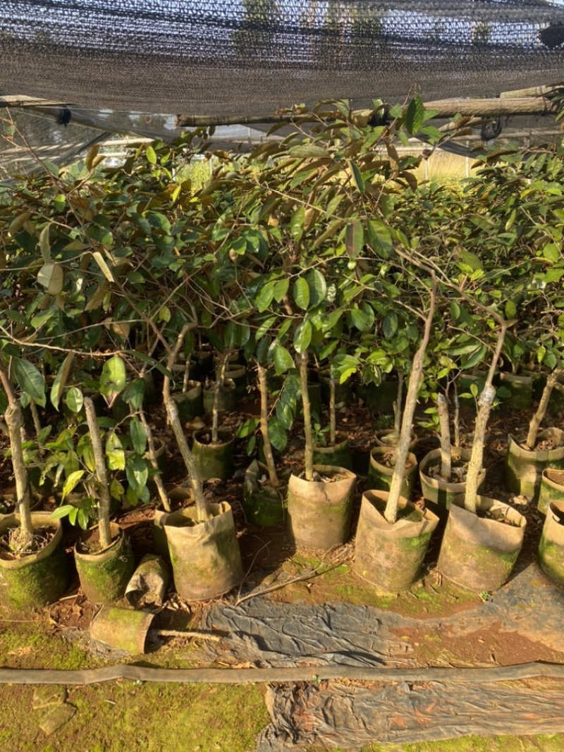 牛奶果嫁接苗小苗带花