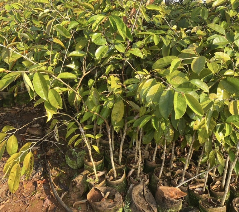 牛奶果嫁接苗小苗带花