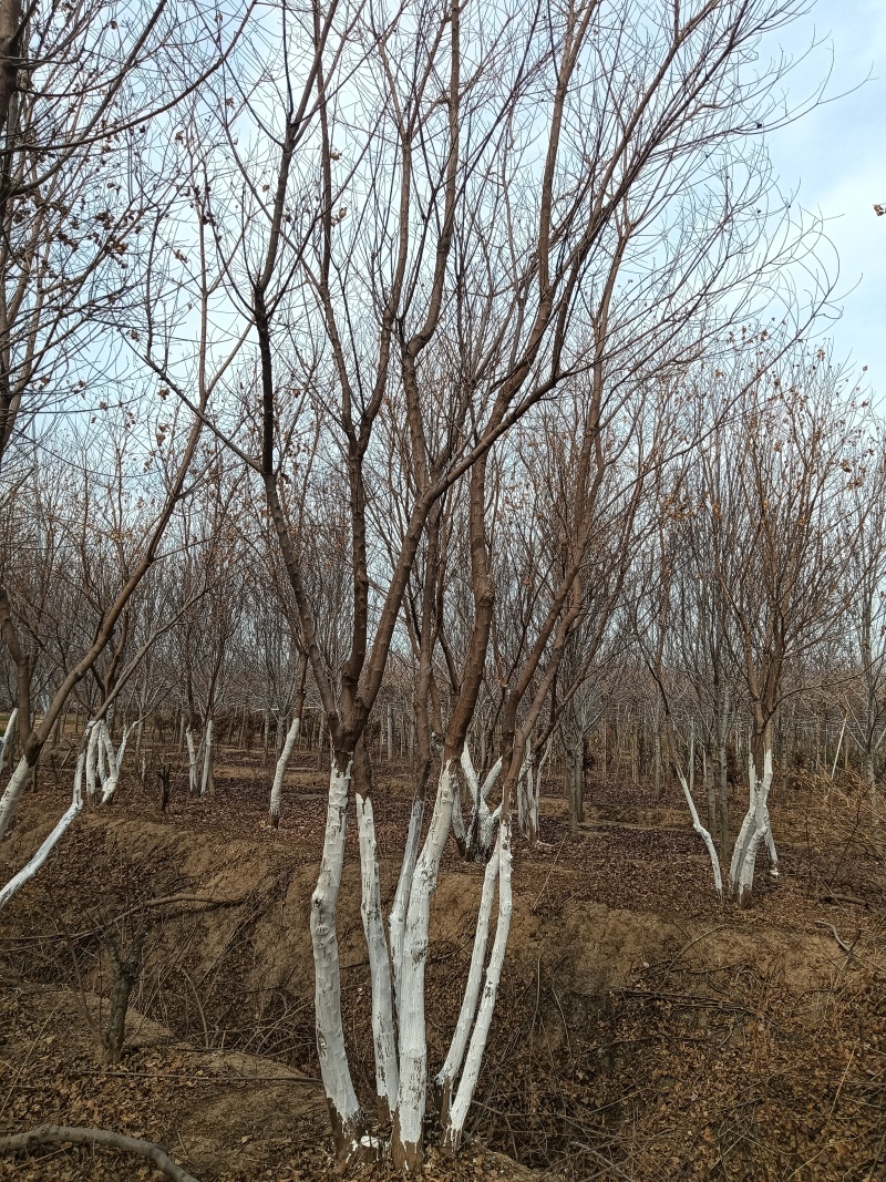 丛生乌桕