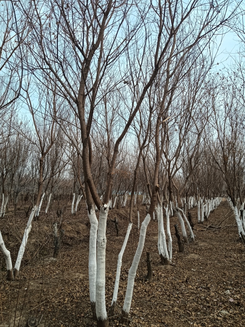 丛生乌桕