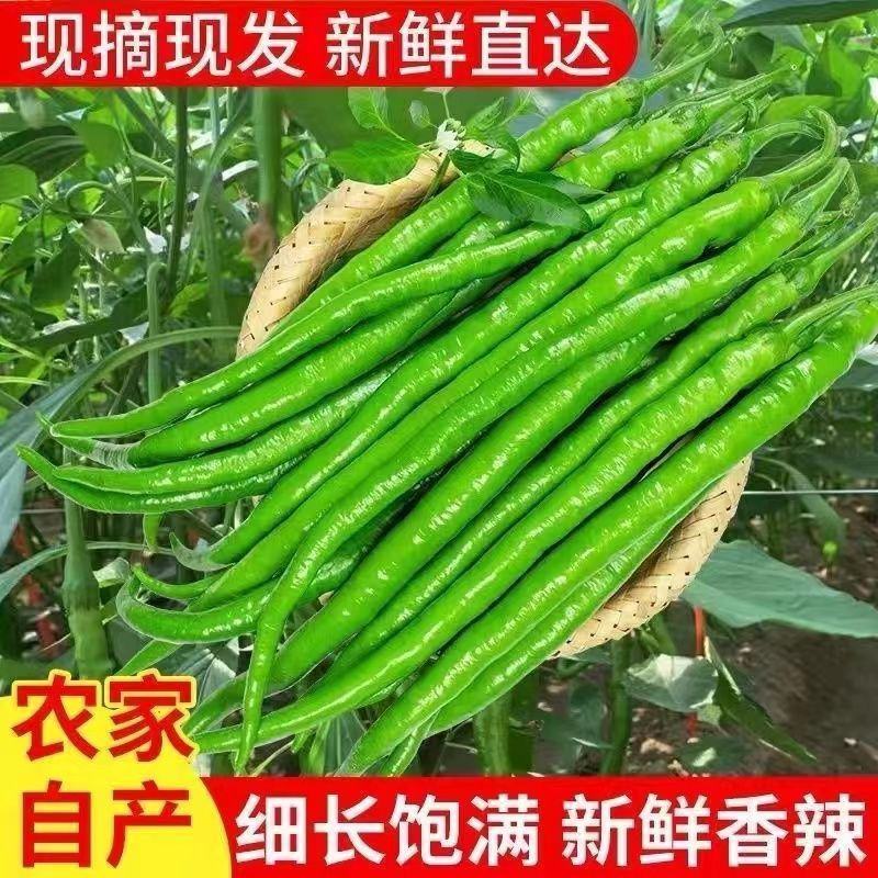 农家自种辣椒新鲜香辣椒二荆条辣椒青辣椒