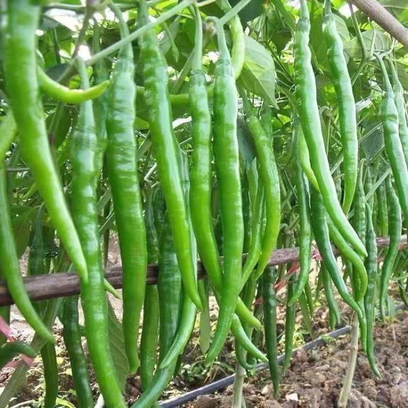 农家自种辣椒新鲜香辣椒二荆条辣椒青辣椒