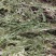 铁线草