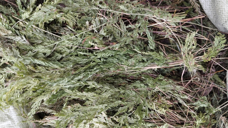 铁线草