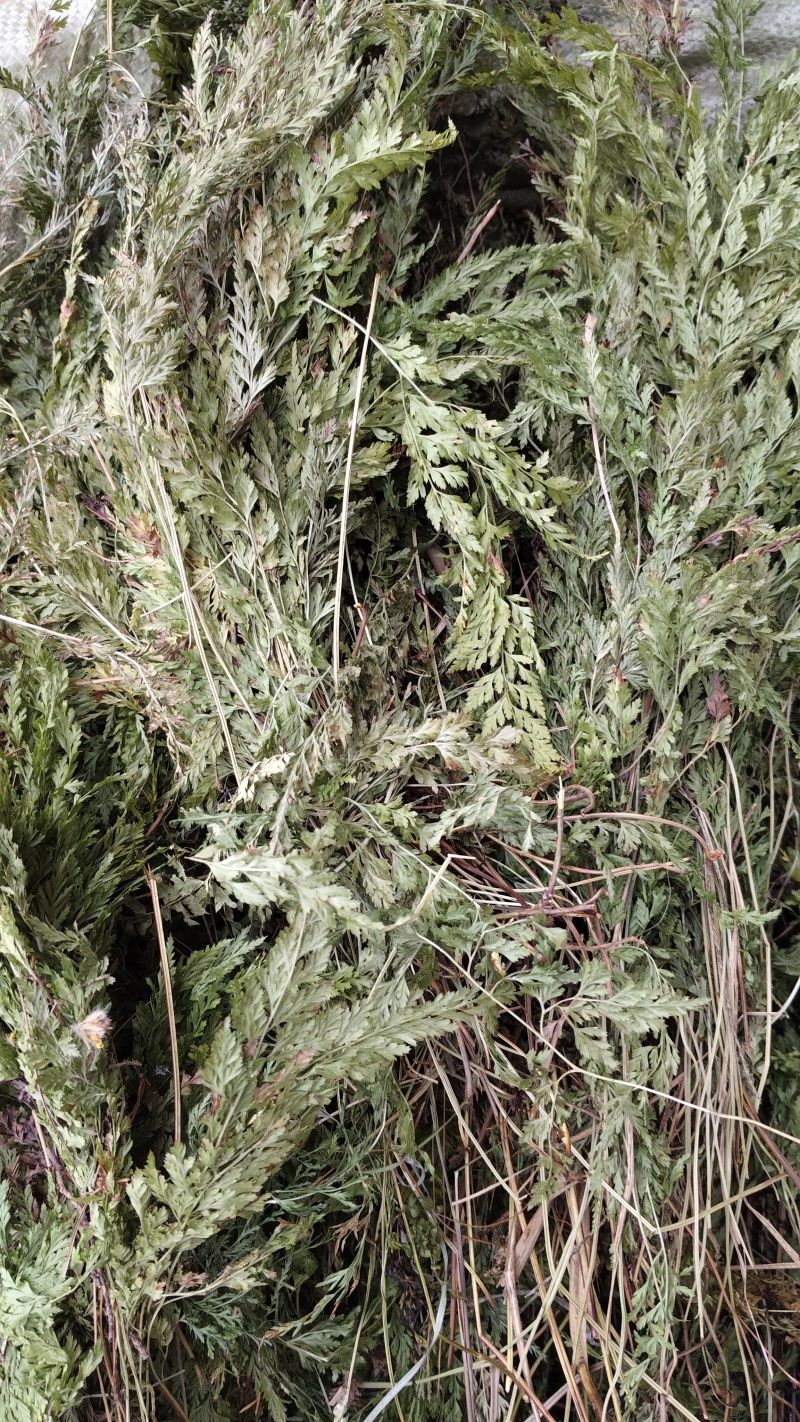 铁线草