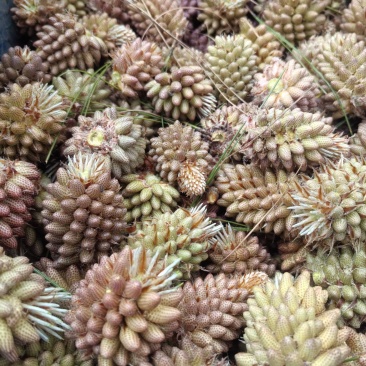 松花粉