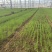 大量钢葱苗出售价5分